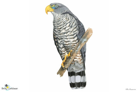 Cuban Kite painting