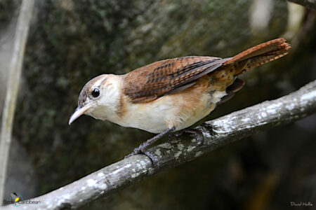 St. Vincent Wren